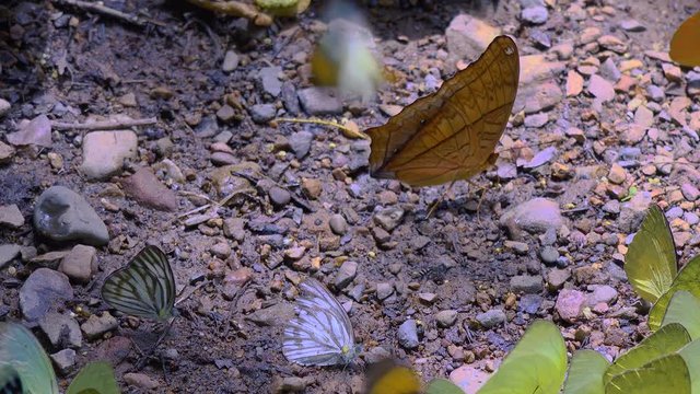 A Vindula erota, also called (the common cruiser) takes center stage in a melle of colorful butterflies flying to and from the mineral rich jungle floor.