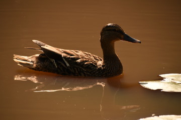 Water bird swimming in the lake 