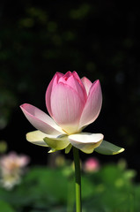 A lotus flower in bloom.