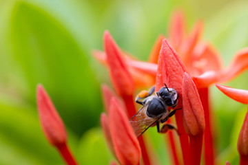 A bee on flower pollens with green background.