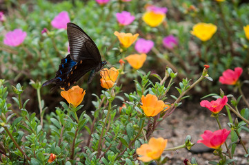 オレンジの花とカラスアゲハ