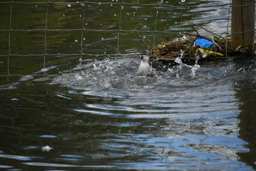 water bird swimming 