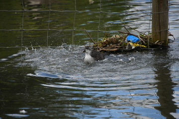 Water bird splashing in the water