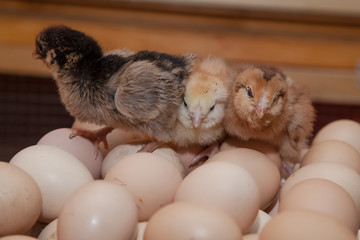 Newborn chickens sitting on eggs on the farm