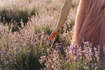 Woman Hand Touch Lavender Bushes on Sunny Day. Partial View of Caucasian Girl Walking on Blooming Row Field. Lady in Romantic Dress Picking Purple Flower Selective Focus. Fragrant Bouquet