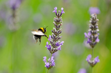 A bumblebee flying towards lavender flowers