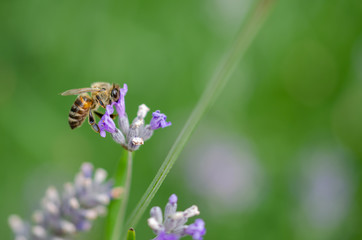 A bee on the  lavender flowers.