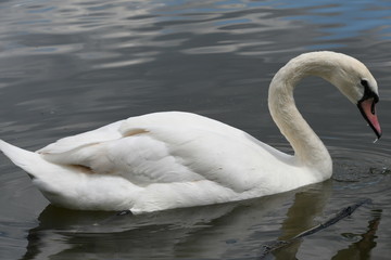 Naklejka na ściany i meble White swan in the water