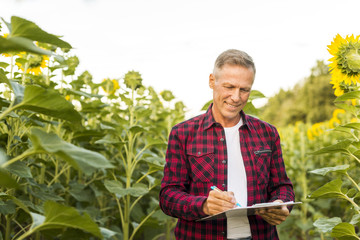 Man taking notes in a sunflower field