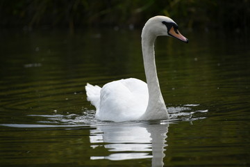 White swan in the water