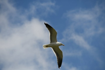 Flying bird