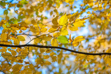 yellow leaves and branches in fall season