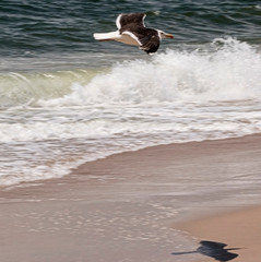 Seagull flying low on the coastline with its shadow on the sand
