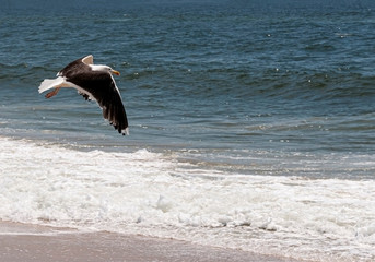 Seagull flying low at the edge of the ocean