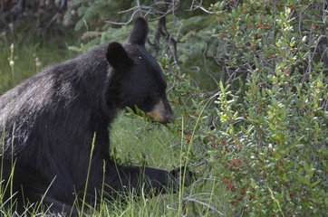 Black bear eating buffalo berries