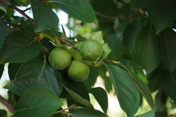 Walnut fruit on a branch among the leaves