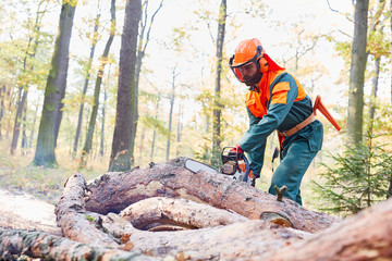 Lumberjack in protective clothes sawing tree trunk