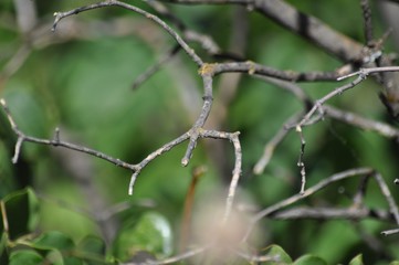 Tree branches with lichen among the foliage closeup