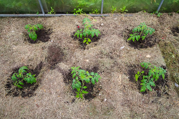Homegrown tomato plant without vegetables at early stage of growth. Tomato sprout with water...