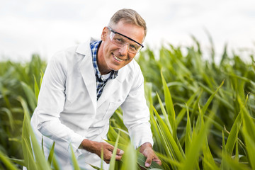 Middle view man in a cornfield