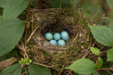 Five blue eggs in the nest in nature in forest closeup