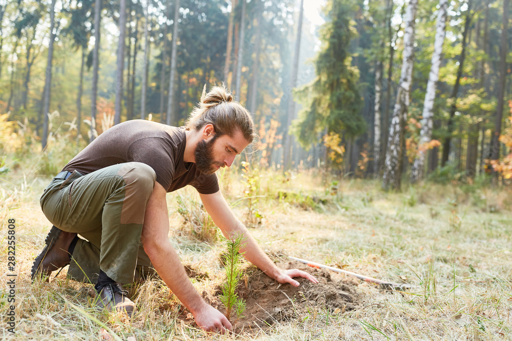 Wall mural plant foresters at the tree for reforestation