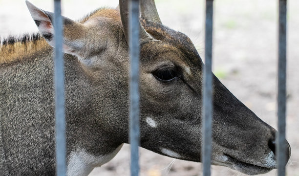 Nilgai (Boselaphus tragocamelus), also known as the nilgau or blue bull in zoo