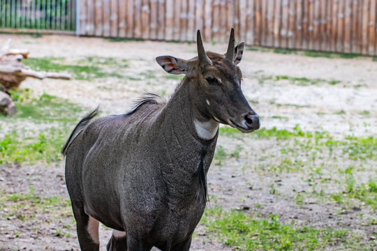 Nilgai (Boselaphus tragocamelus), also known as the nilgau or blue bull in zoo