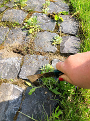 Unkraut jäten, Garten 