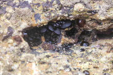 Small wild Mussels growing on Rock