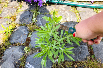 Unkraut jäten, Garten 