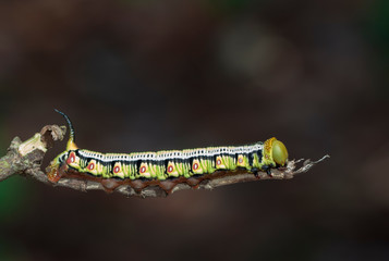 Image of Caterpillars of Bee Hawk Moth on the branches on a natural background. Insect. Animal.