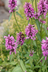 Bumblebee collects pollen from wildflowers close-up