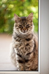 pregnant cat sits at the open door of the home