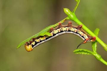 Image of Caterpillars of Bee Hawk Moth on the branches on a natural background. Insect. Animal.