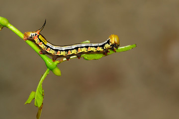 Image of Caterpillars of Bee Hawk Moth on the branches on a natural background. Insect. Animal.
