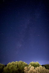 Fototapeta na wymiar Night sky stars over olive tree in Kefalonia island, Greece.