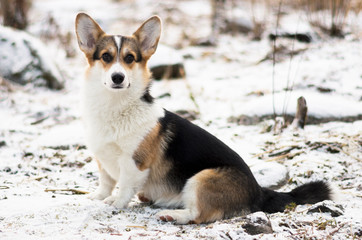 Dog in the winter woods,  evening in the frozen forest with yellow grass, trees and snow, welsh corgi pembroke breed