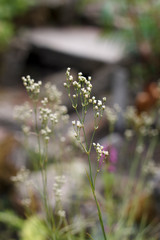 delicate white flower closeup on a background of grass