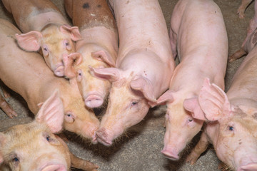 Group of pig that looks healthy in local ASEAN swine farm at livestock. The concept of standardized and clean farming without local diseases or conditions that affect piglet growth or fecundity