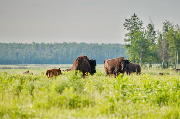 Fototapeta na wymiar Wood Bison at Elk Island National Park