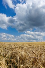 Landschaft - Schönes reifes Getreidefeld