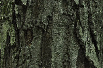bark of a tree