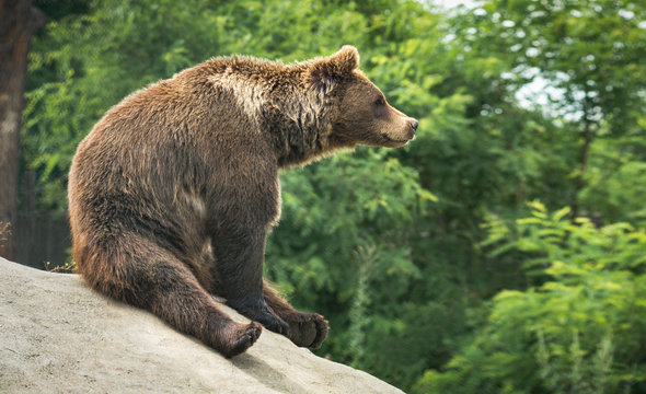 Great brown bear sitting on a hill