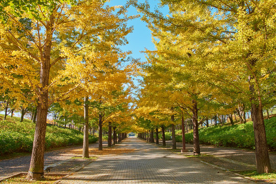 Vibrant autumn colors (foliage) of ginkgo at Bandai Azuma sport park,  Fukushima Prefecture, Japan