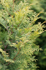 natural background of young branches of coniferous plants