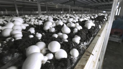 Champignon production farm. Shelves rows of beds. Shampion grown mushrooms. Modern agriculture