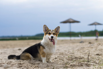 Welsh corgi pembroke dog with tongue out sitting on the sand, lake shore, beach in Belarus, Braslaw