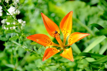 Western Red Lily growing wild in Saskatchewan, Canada