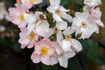 delicate white and pink flowers on the rosehip Bush close-up